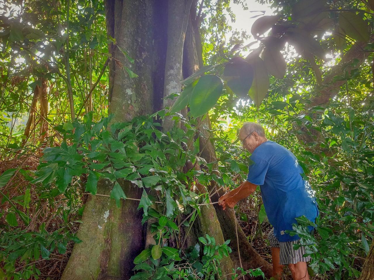 Ông Chín Dư kéo dây đo chu vi gốc cây thị. Ảnh Nguyễn Điện Ngọc