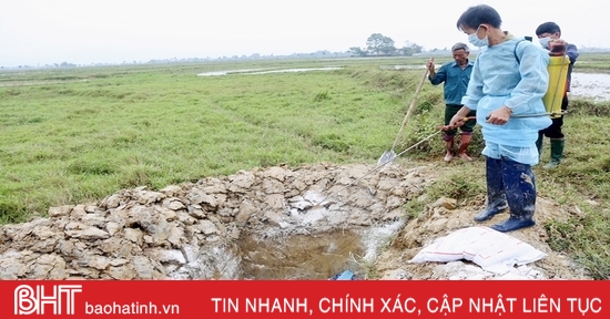 Thạch Hà ráo riết khoanh vùng, dập dịch tả lợn châu Phi