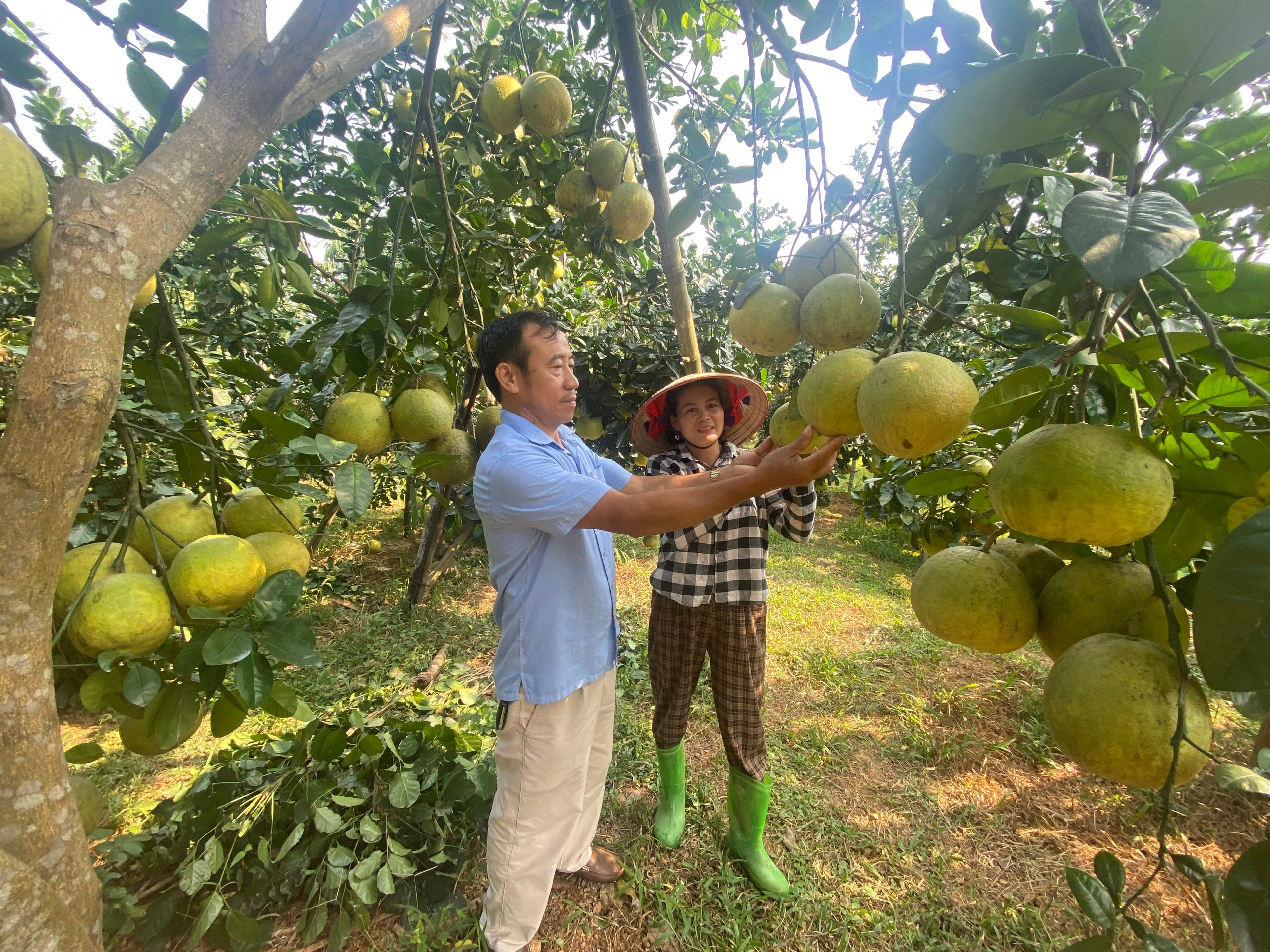 Más de 42 mil millones de dongs para apoyar el desarrollo agrícola y rural