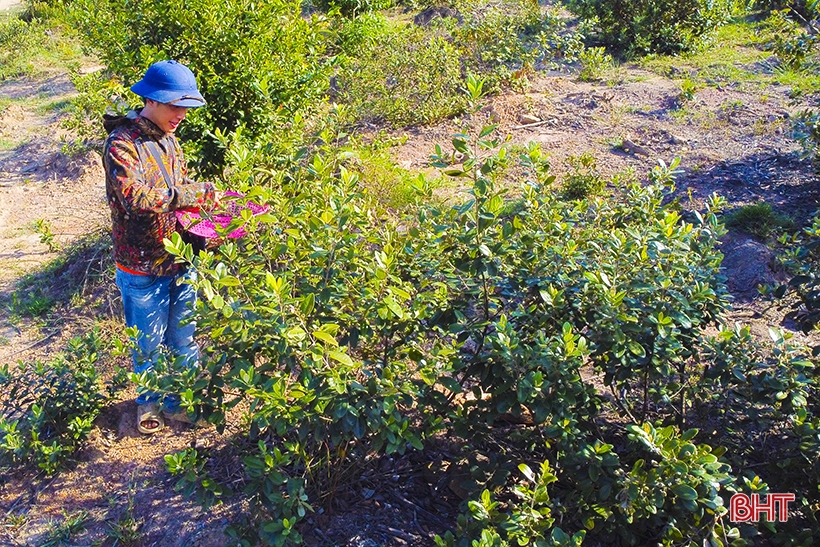 La plantación de árboles silvestres de simulación da resultados inesperados en las colinas de Ke Go