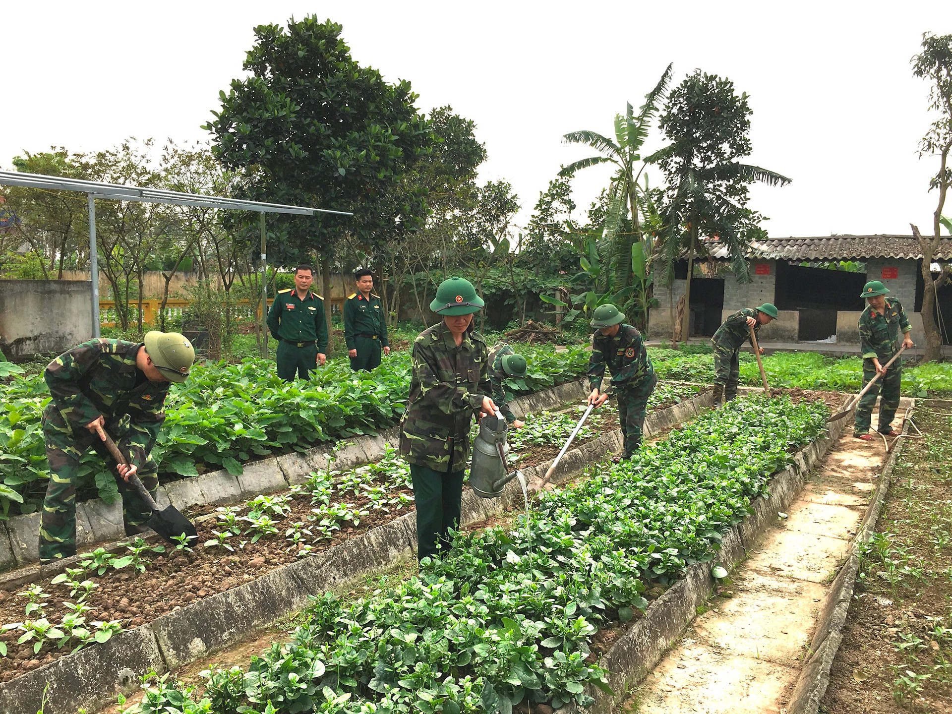 កងទ័ព Tu Ky បង្កើនផលិតកម្មប្រកបដោយប្រសិទ្ធភាព