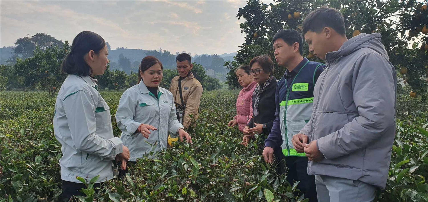 Các đại biểu tham quan mô hình chè tại huyện Thuận Châu, tỉnh Sơn La.