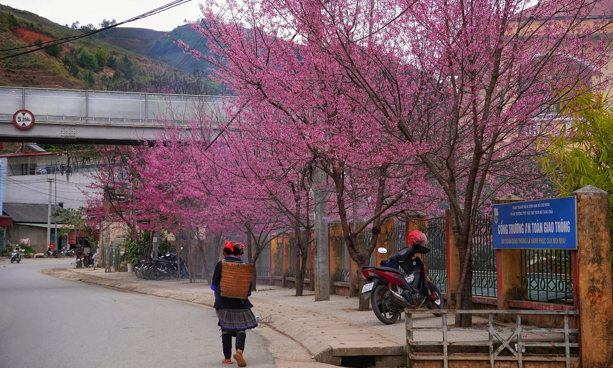 Les fleurs sauvages fleurissent à Mu Cang Chai