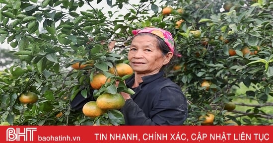 Les oranges de Huong Son sont mûres et attendent d'être vendues pendant le Têt.