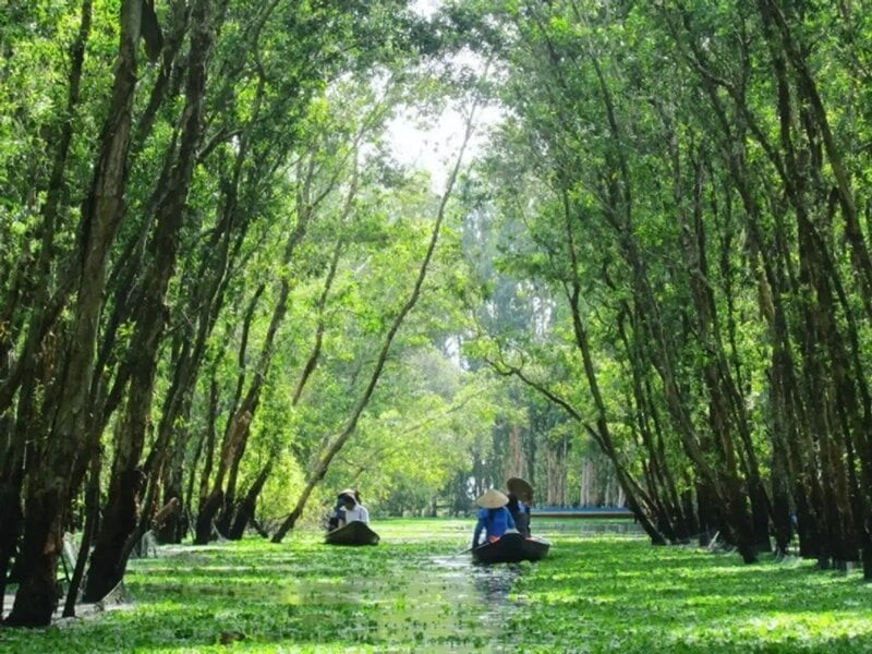 Bosque de Melaleuca en Tra Su