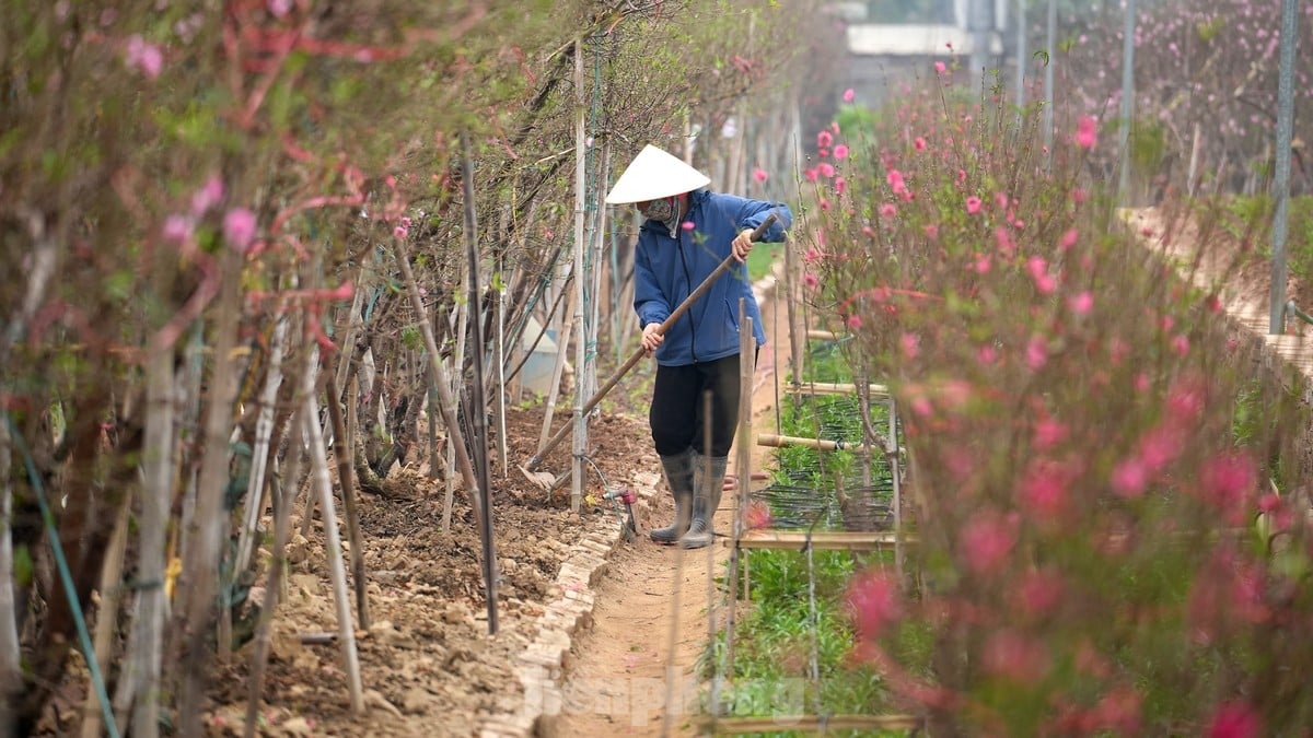 Hanoi: Las flores de durazno de Nhat Tan aumentan drásticamente de precio, incluso con millones de dongs, todavía es difícil comprarlas. Foto 15