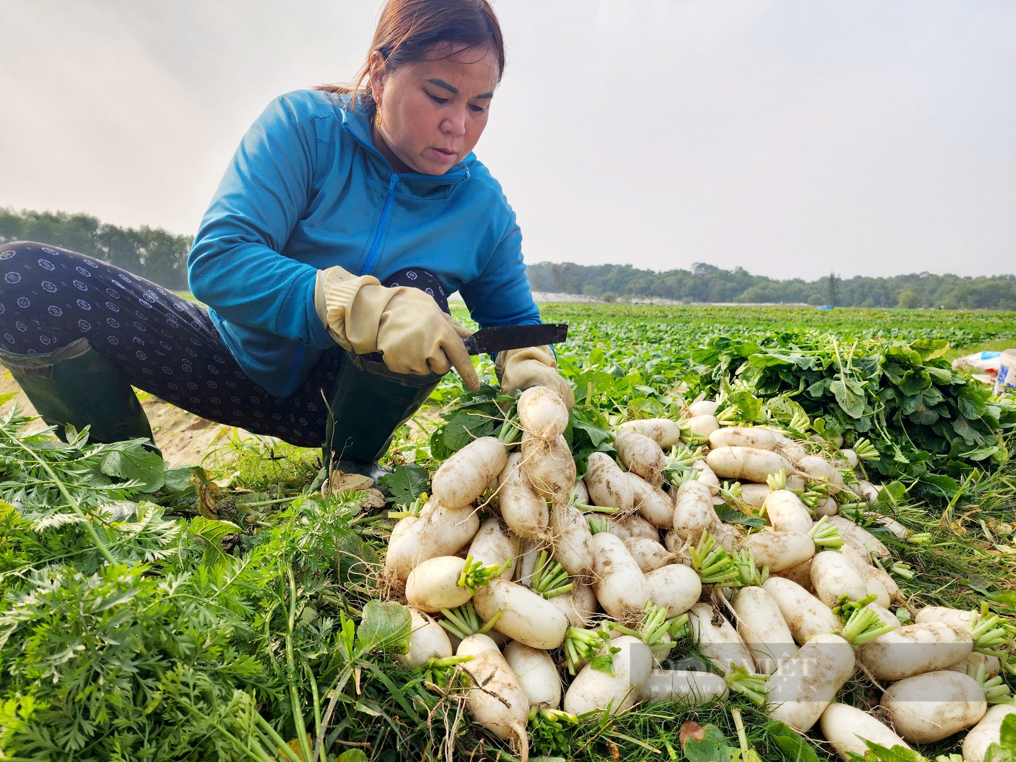 Hà Tĩnh: Trồng củ cải trên vùng đất hoang hóa ven biển giúp nông dân đạt thu nhập trên 100 triệu đồng/năm - Ảnh 6.