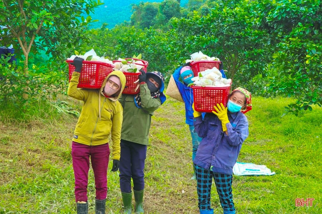 Xây dựng huyện nông thôn mới - Kỳ Anh nỗ lực bứt phá (bài 1): Tìm giá trị mới cho nông nghiệp, nông thôn