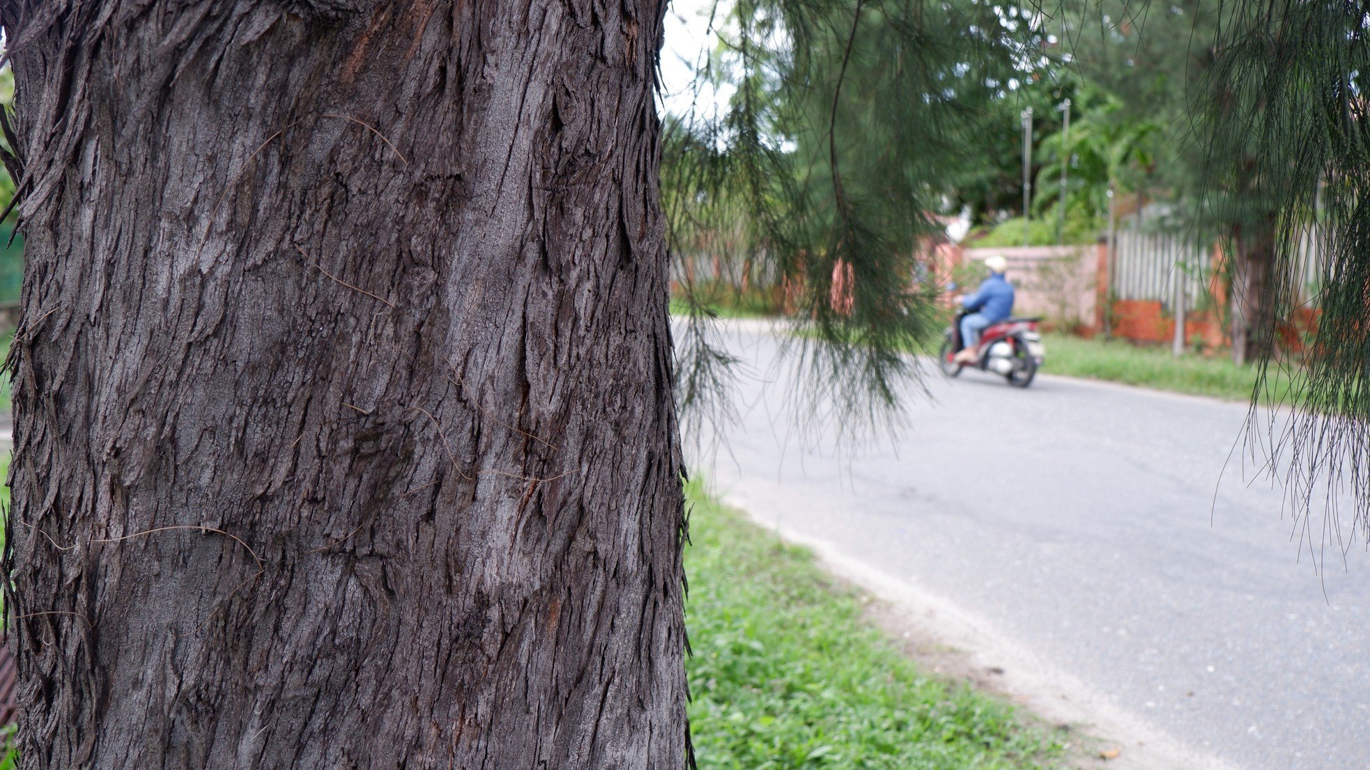 Rangées vertes et fraîches d'anciens arbres casuarina dans le parc industriel de Da Nang, photo 8