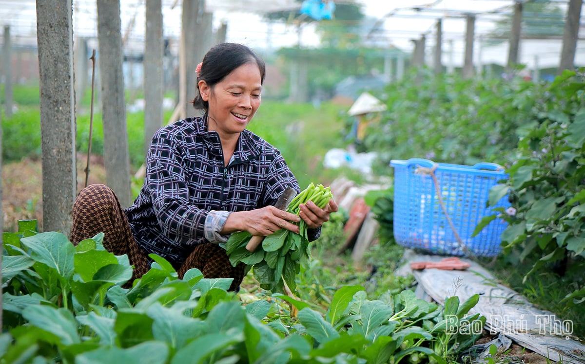 Bức tranh đa sắc màu trên cánh đồng Tứ Xã