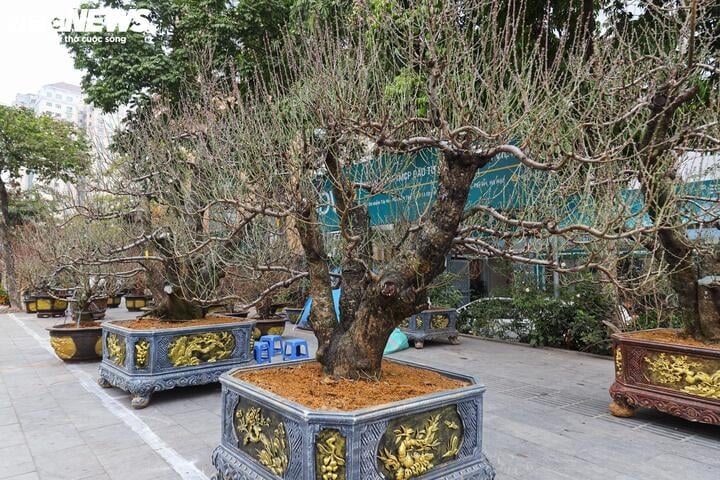 Depuis plusieurs jours, dans la rue Lac Long Quan (district de Tay Ho, Hanoi), de nombreux vendeurs vendent des pêchers anciens de Son La, attirant l'attention des consommateurs.