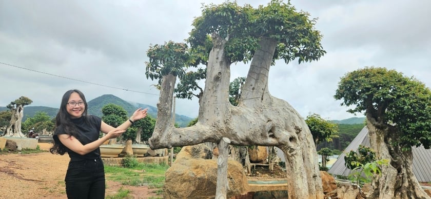 Cây bằng lăng có hình dáng tựa con lạc đà được ông Hòa trưng bày tại khu vườn. Ảnh: Ngọc Duy