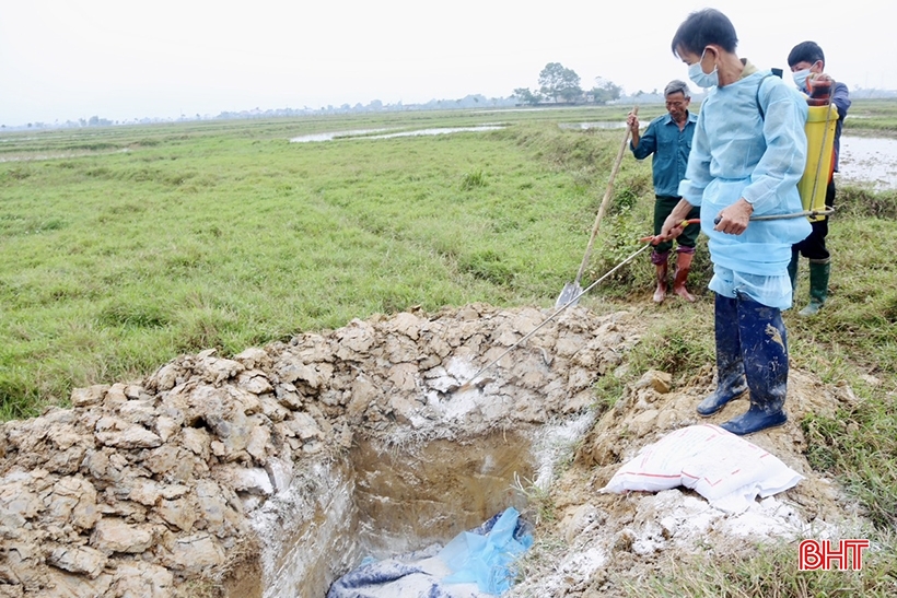 Thạch Hà ráo riết khoanh vùng, dập dịch tả lợn châu Phi