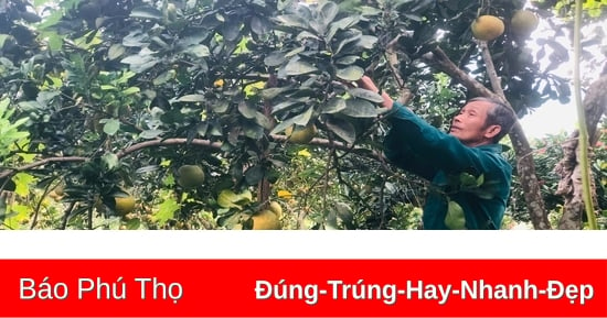 Cây bưởi Diễn ở Tân Lập