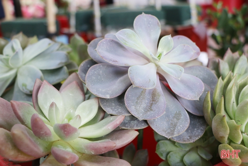 Un pasatiempo único: cultivar flores de loto de piedra en Ha Tinh.