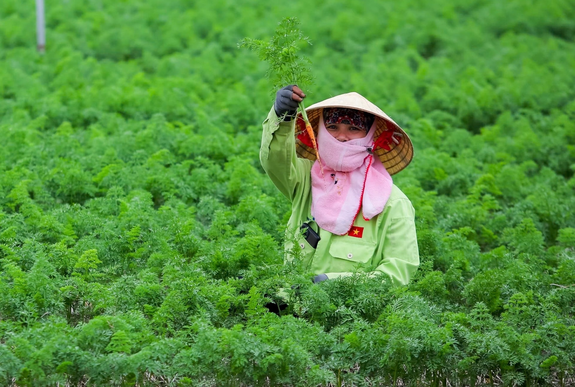 Hai Duong dépasse le plan de plantation de légumes d'hiver