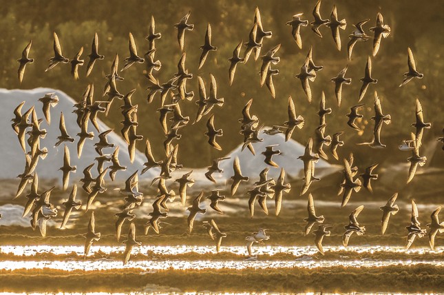 La belleza de la naturaleza a través de la exposición fotográfica de aves y animales salvajes vietnamitas 2024 foto 1