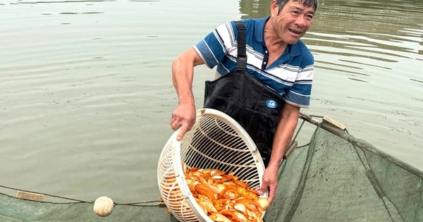 Làng sản xuất "phương tiện" cho ông Công, ông Táo hối hả thu hoạch