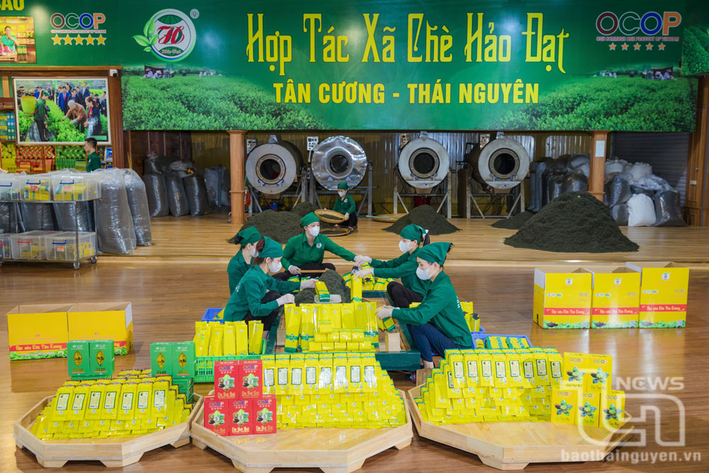 Quy trình sản xuất sản phẩm trà của Hợp tác xã chè Hảo Đạt.