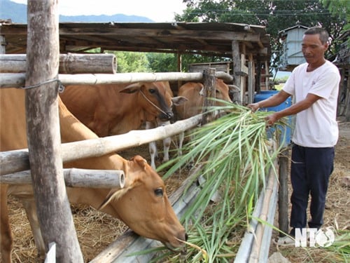 Bac Ai: Proactively protect livestock during the dry season