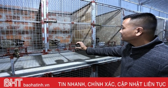 Khám phá trang trại nuôi chồn hương quy mô lớn ở Hà Tĩnh