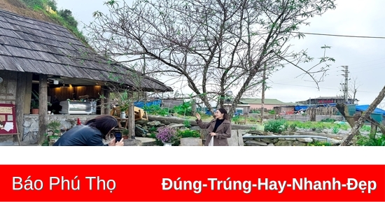 Hoa đào nở sớm nơi rẻo cao Tà Xùa