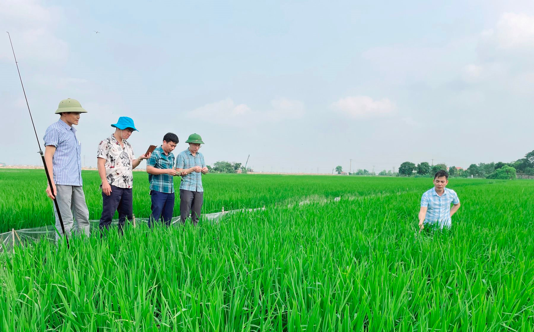 Hai Duong recommends farmers to strengthen pest control on rice and lychee plants