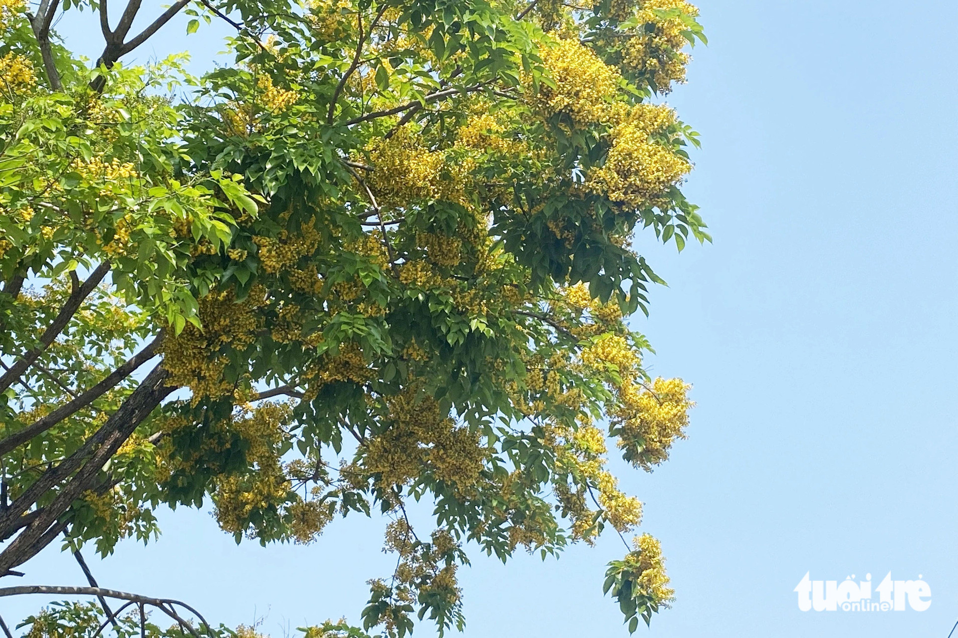 Hoa sưa gây thương nhớ cho bao người yêu sắc vàng 