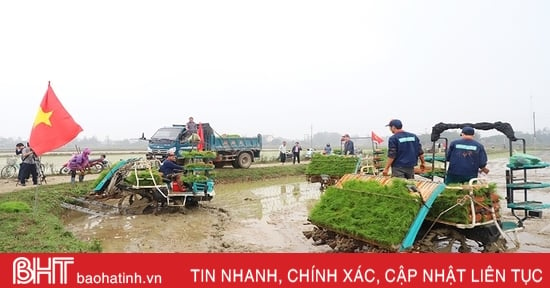 Aplicación de la tecnología de siembra en bandejas y máquina trasplantadora para producir arroz orgánico en Cam Xuyen