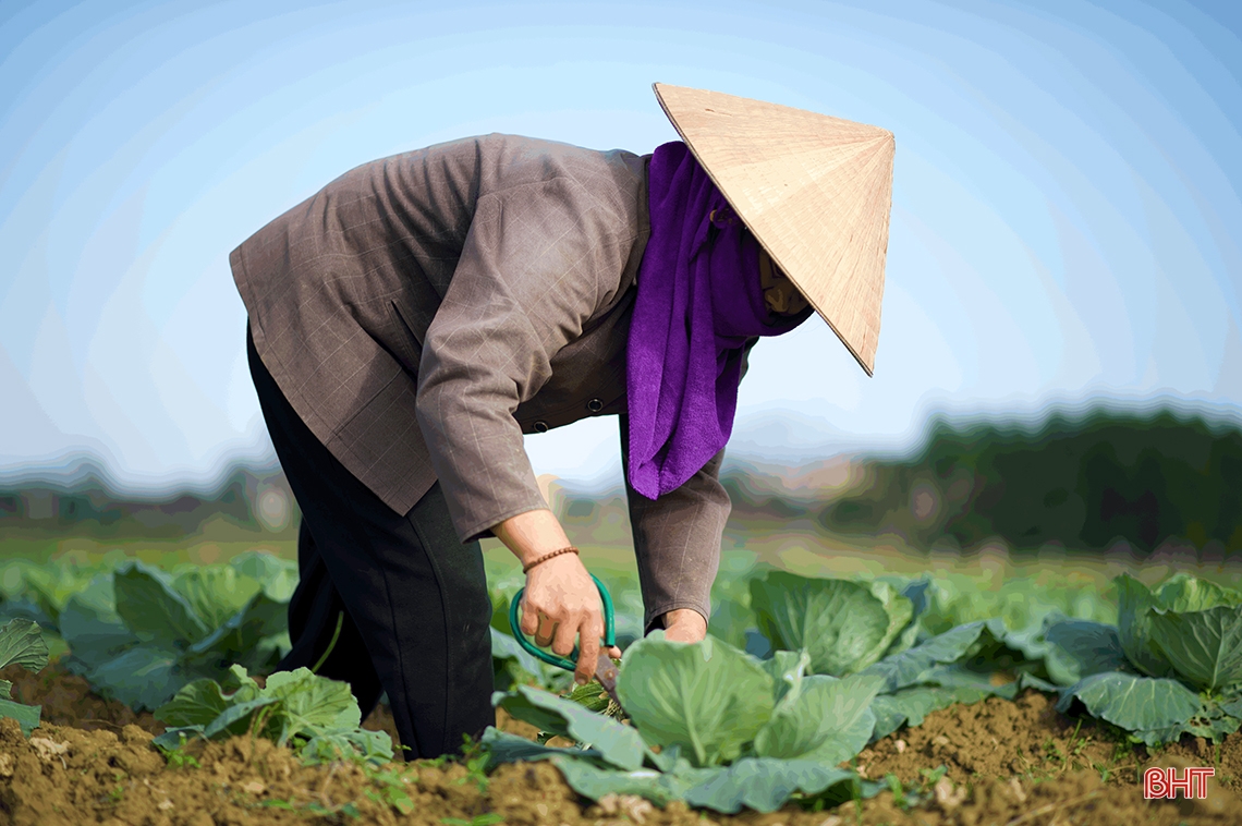 Vegetable farmers in Ky Anh town expect a good harvest and good price for Tet