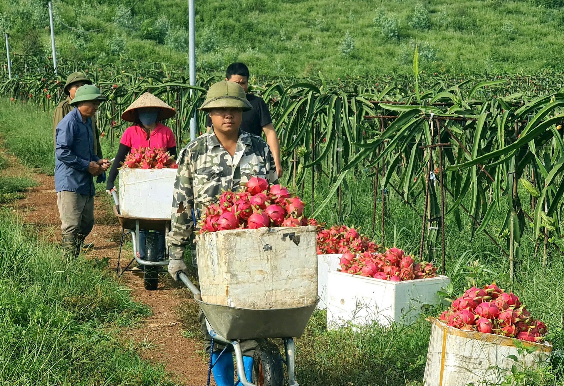 Xanh mướt đồi thanh long Bến Tắm (Chí Linh)