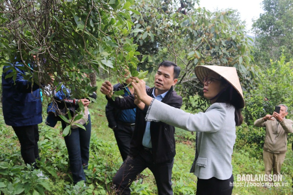 Les délégués visitent le modèle d'agriculture biologique dans la commune de Binh Phuc, district de Van Quan.