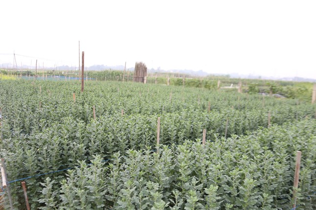 El pueblo de flores a lo largo del río Lo está ocupado para el Tet 2025 foto 2