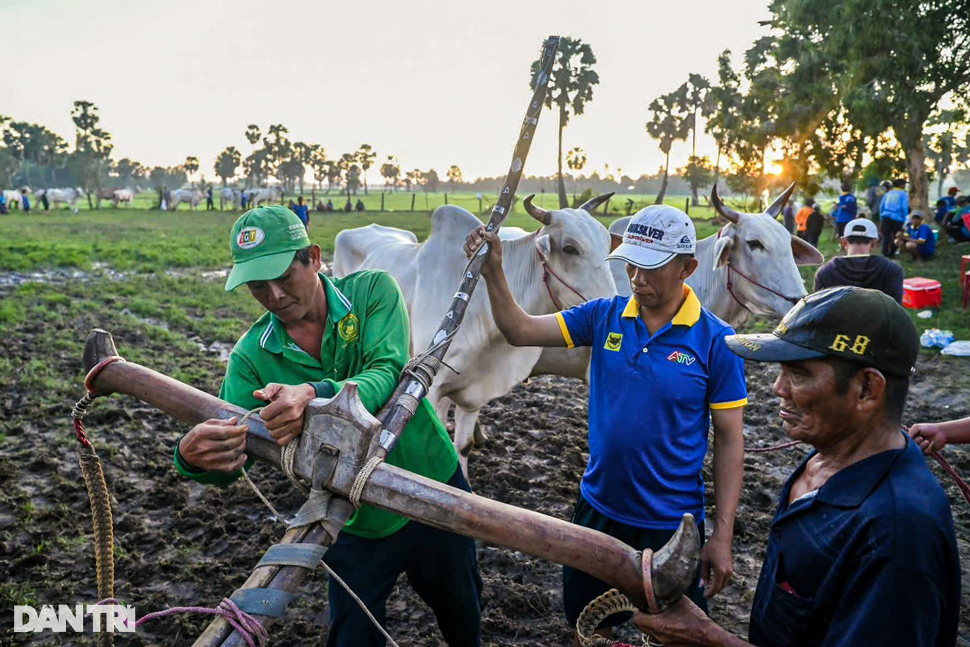 Hội đua bò Bảy Núi nhộn nhịp từ 2 giờ sáng - 10