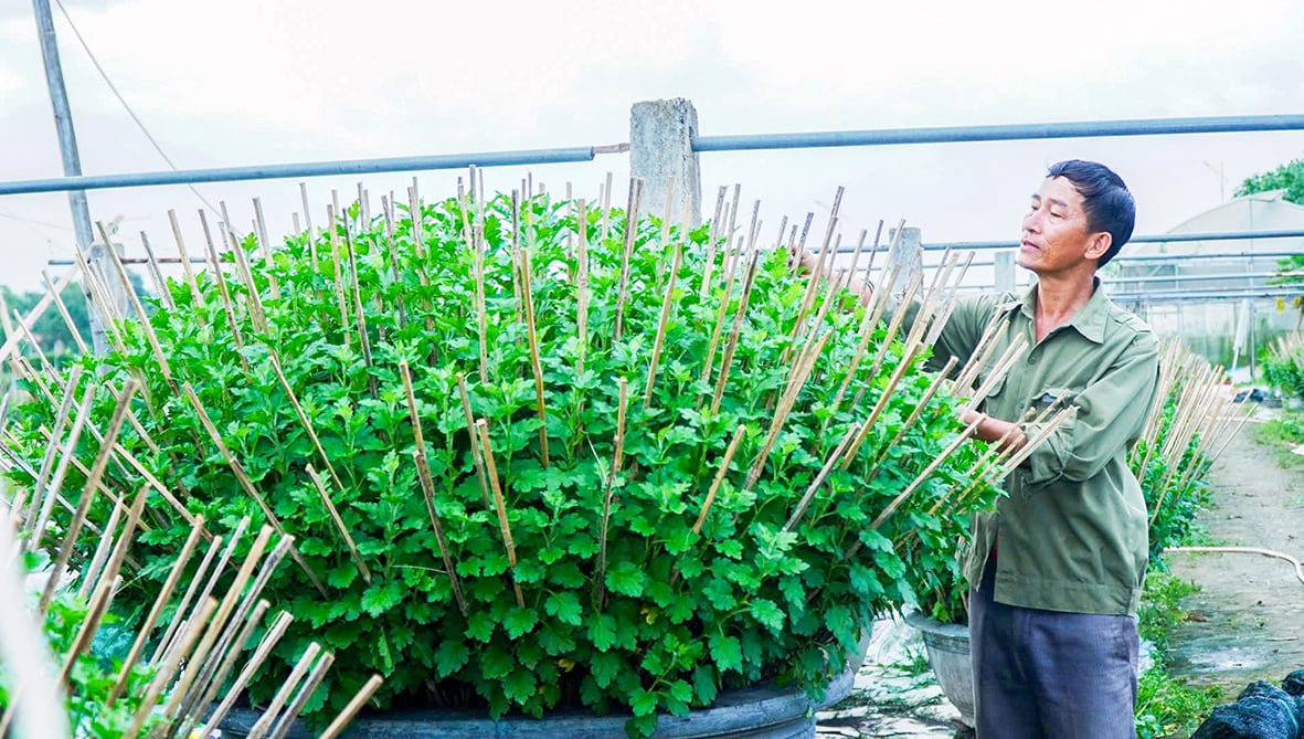 Farmers in Dong Giang ward are busy taking care of Tet flowers.