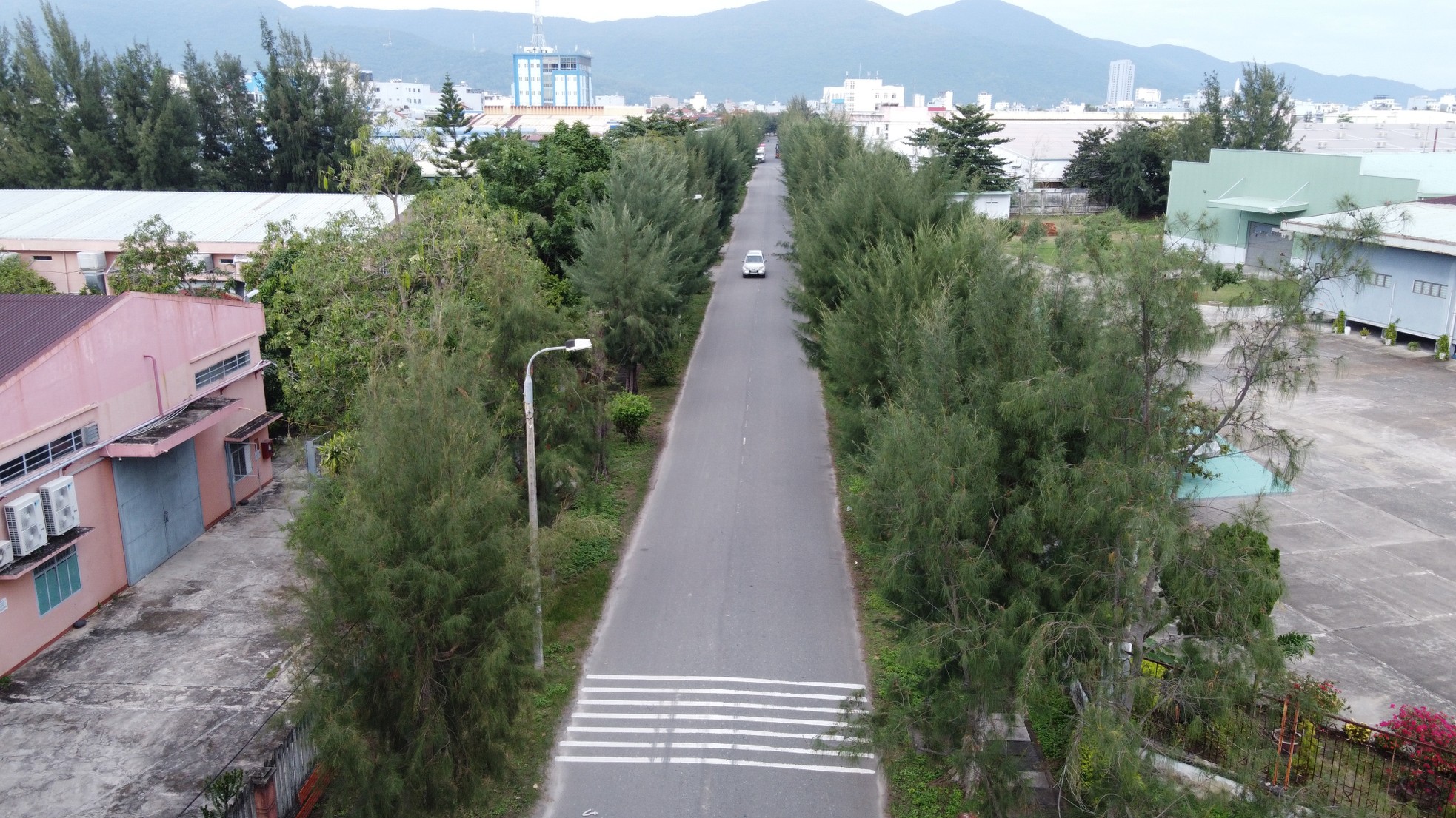 Rangées vertes et fraîches d'anciens arbres casuarina dans le parc industriel de Da Nang, photo 1