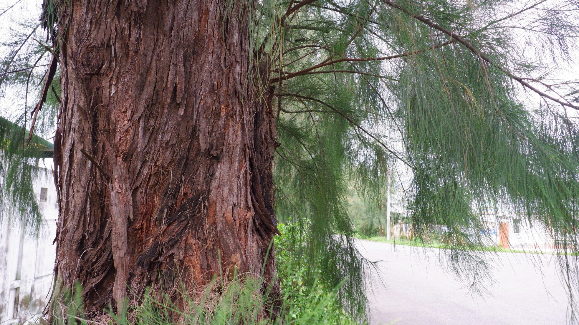 Rangées vertes et fraîches d'anciens arbres casuarina dans le parc industriel de Da Nang, photo 9