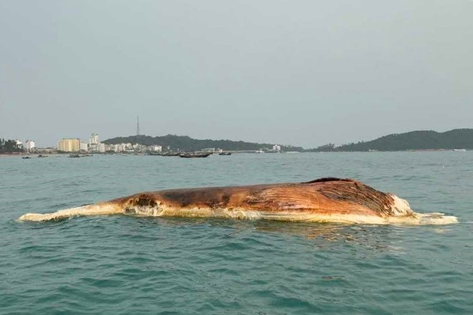 Des carcasses de baleines ont été récupérées et enterrées dans la mer de Co To. Photo : Xuan Hoa