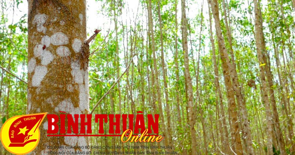 More large timber, Binh Thuan forest has diverse wood materials