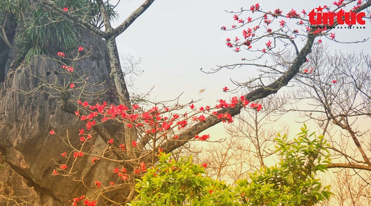 Admire the bright red cotton flowers blooming next to famous pagodas in Hanoi