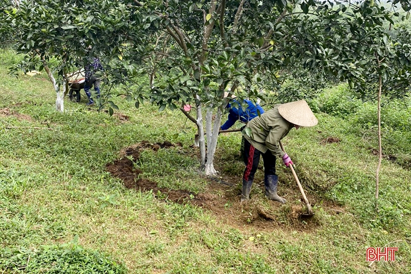 Can Loc farmers take care of oranges and grapefruits during flowering period