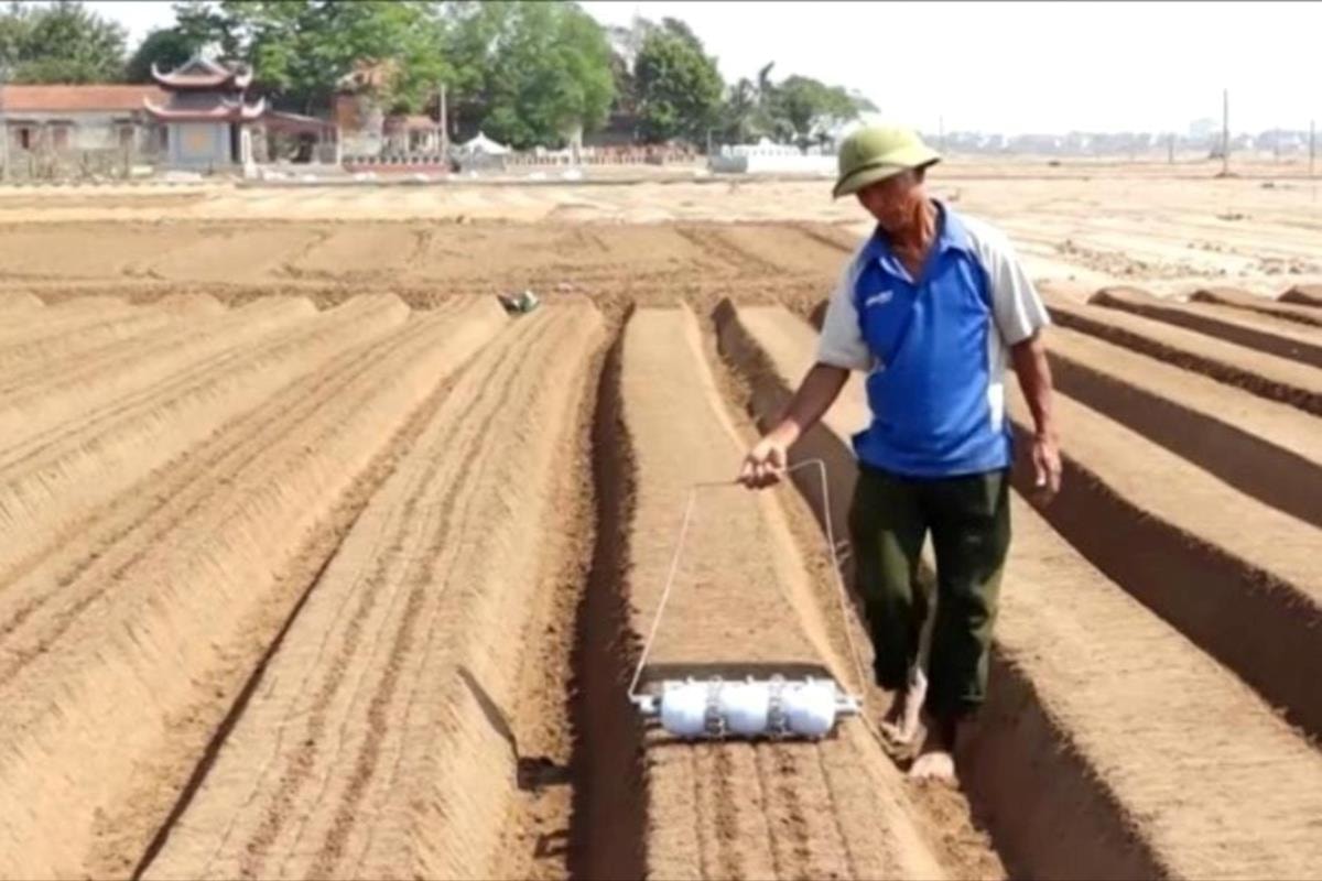 Cam Giang terminó de plantar casi 480 hectáreas de zanahorias tempranas.