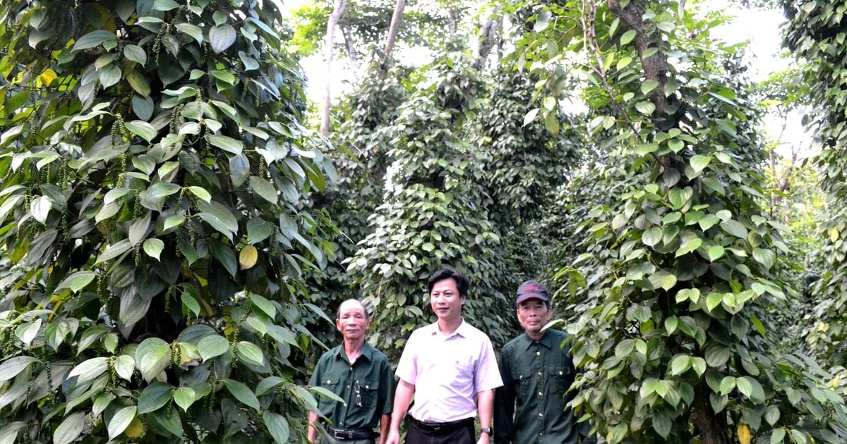 Helping poor households in Thang Binh rise up with preferential loans