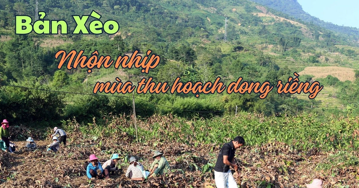 [Photo] Bustling Xeo Village in the cassava harvest season