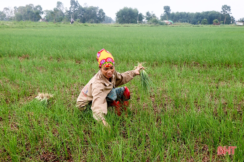 Early season shallots have good prices, Can Loc farmers are excited