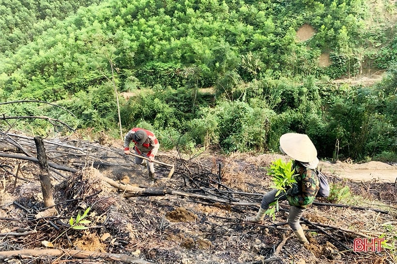 Bám đồi, sớm phủ diện tích trồng keo ở Vũ Quang