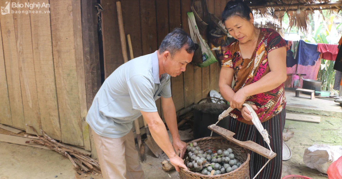 Lên vùng cao xem người dân biến quả dại thành &#039;ngọc trắng&#039; của rừng