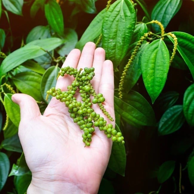 Adjusted downward; Vietnam's pepper imports from Brazil increase sharply