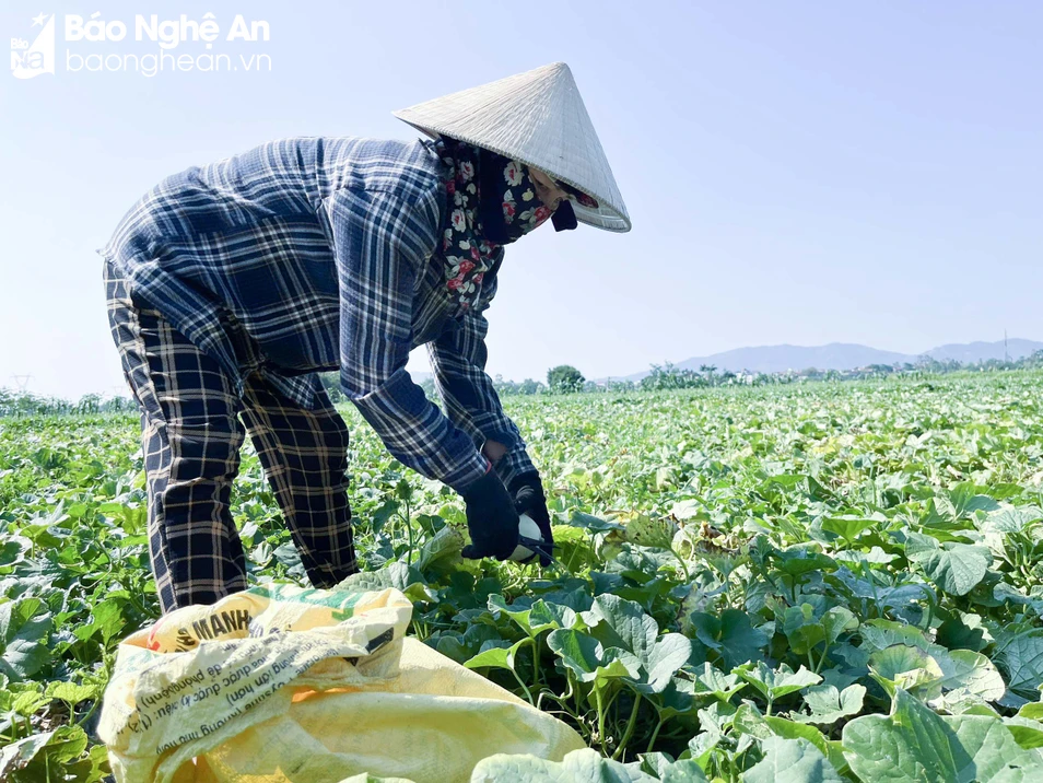 bna_dưa 5.jpg