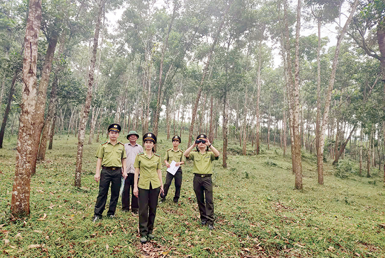 Schutz der Wälder an der Wurzel in Thanh Son